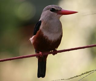 Graukopfliest oder Graukopf Kingfisher, Grey-headed Kingfisher, Halcyon leucocephala